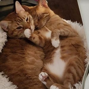 Meet your Posher, Gretchen